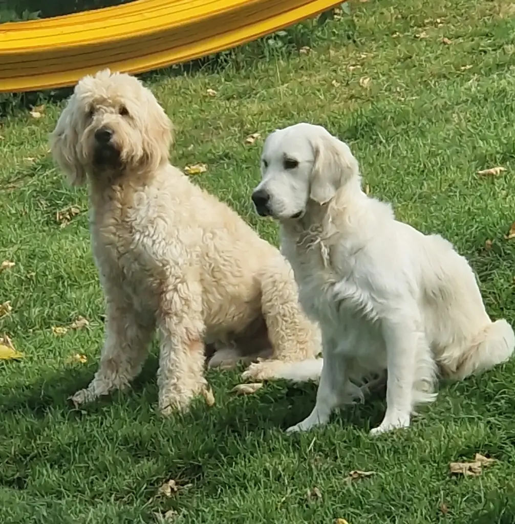 Harley und Pauly - das Dreamteam