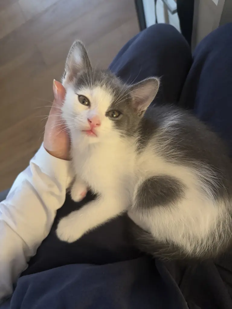 Bild von Mochi