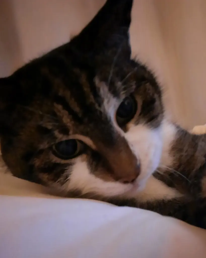 Bild von Meister Yoda