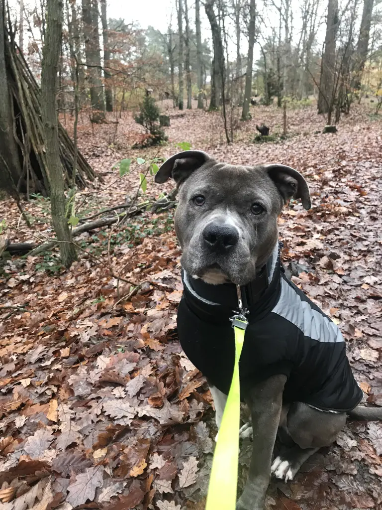 Bild von Tyson