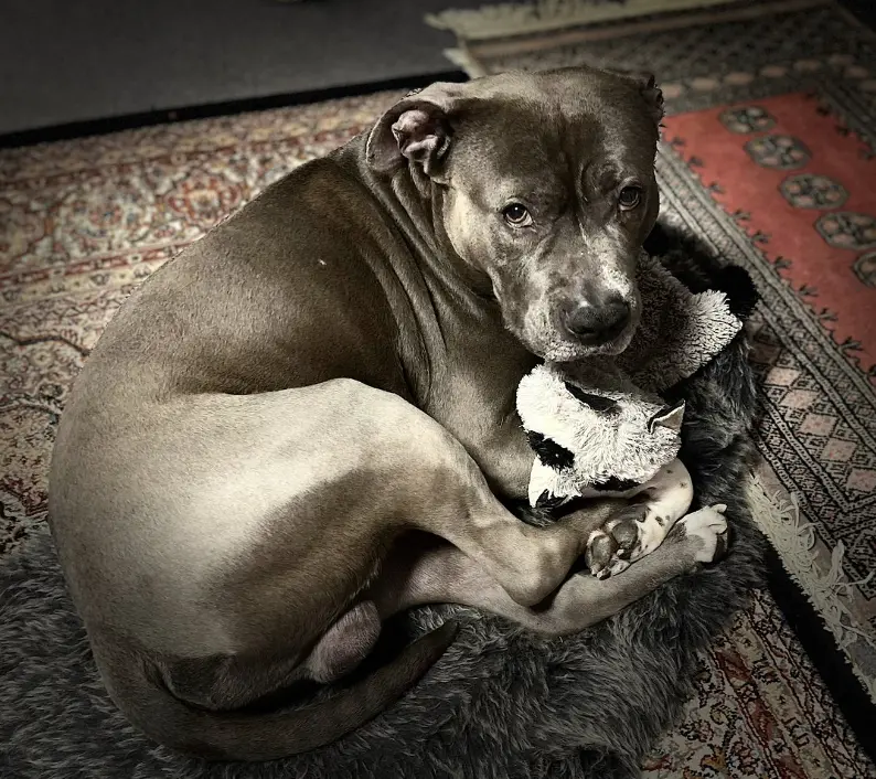 Bild von Tyson