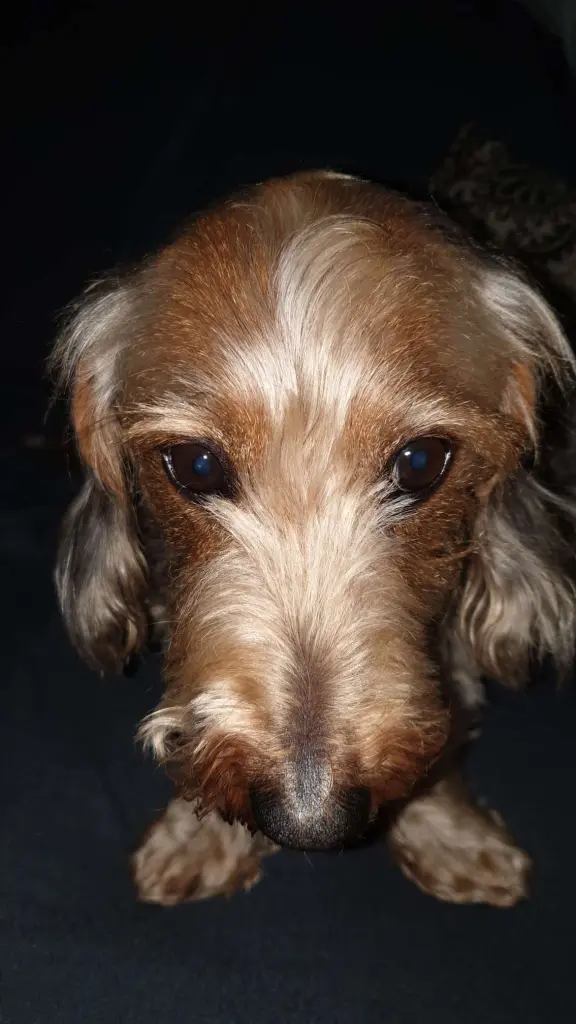 Bild von Yoshi