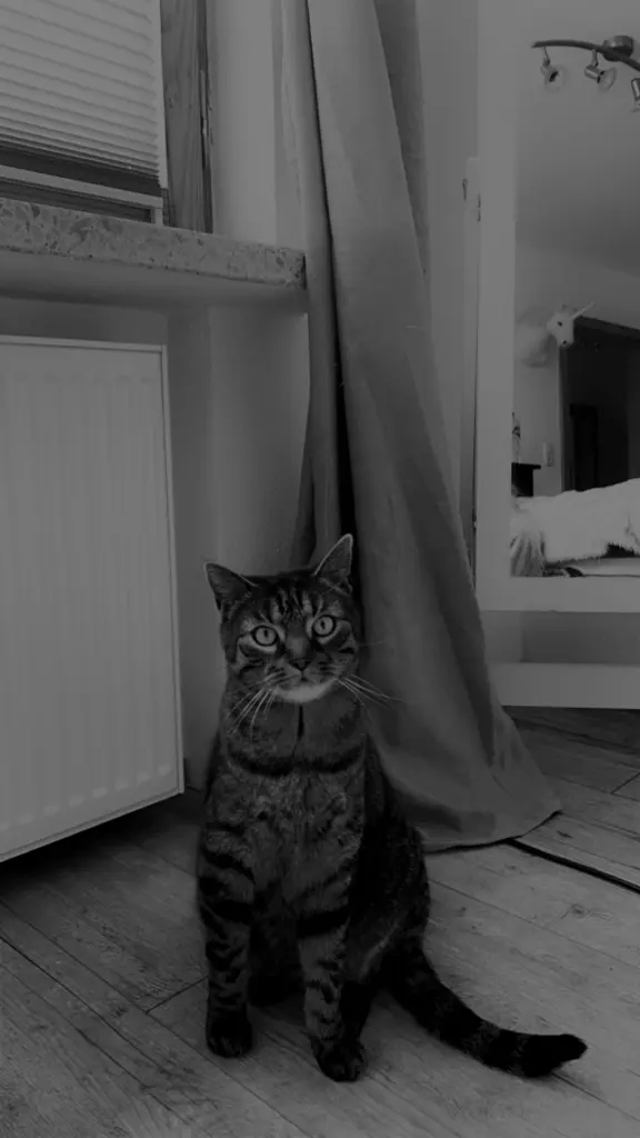 Bild von Chester