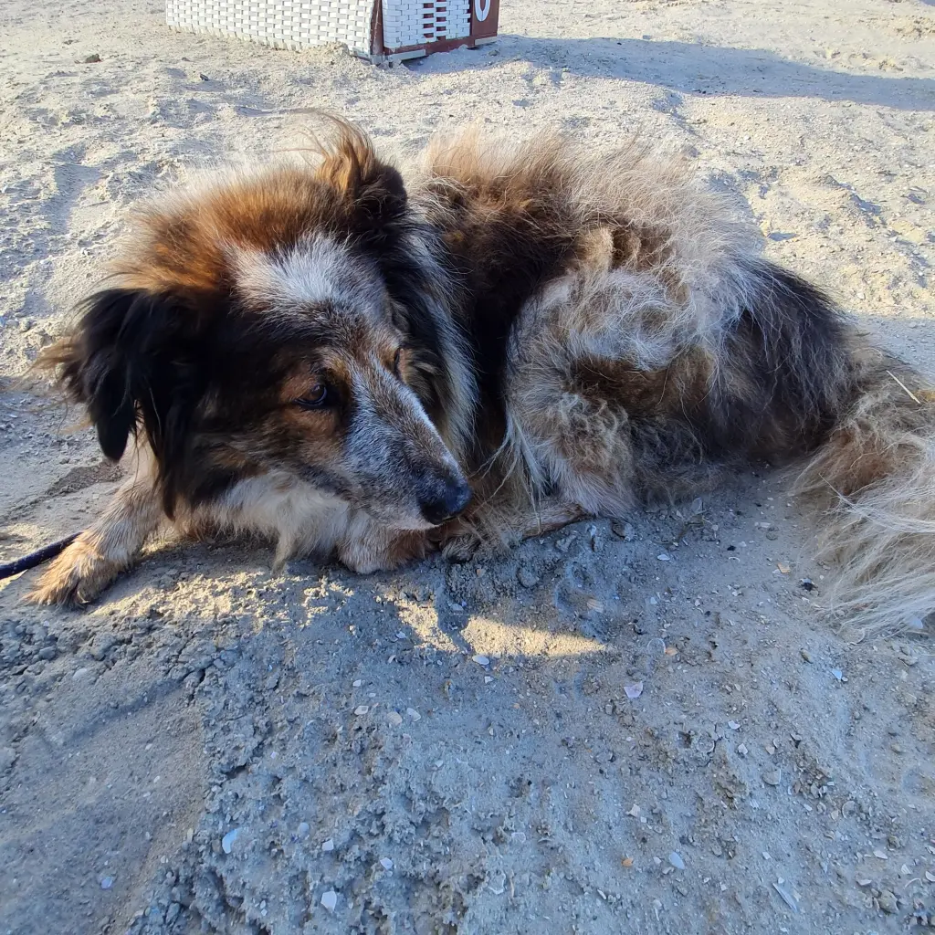 Bild von Lio