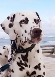 Bild von Phoebe (Fibi)