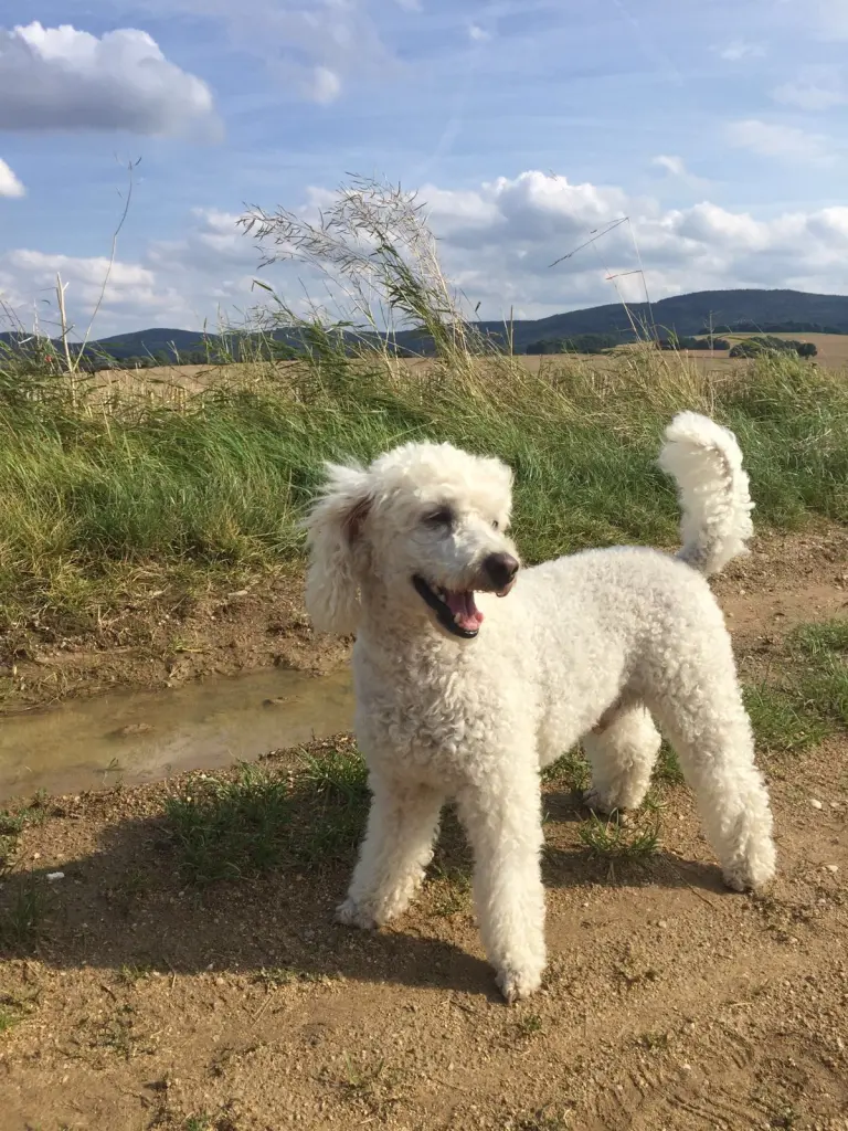 Andachtsbild von Deine große Schwester Anne