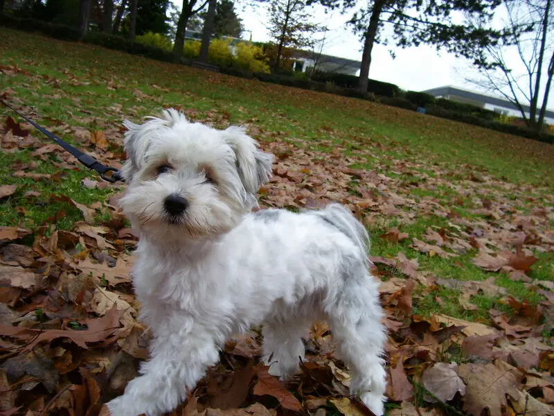 Andachtsbild von Dieter Jullien