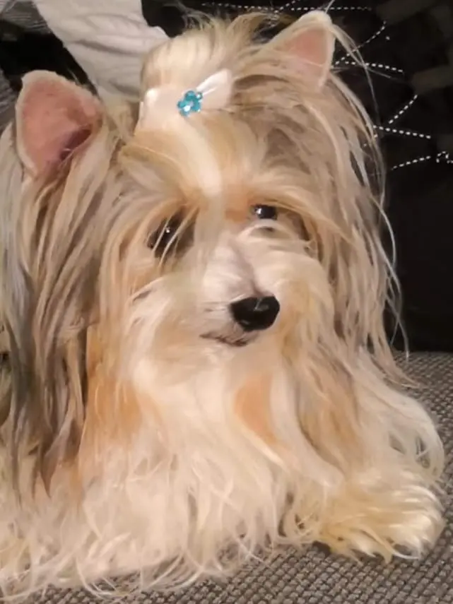 Andachtsbild von Konny mit Piccolino-Fly tief im ❤️