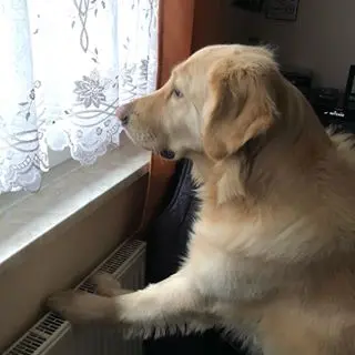 Wartet aus sein Herrchen