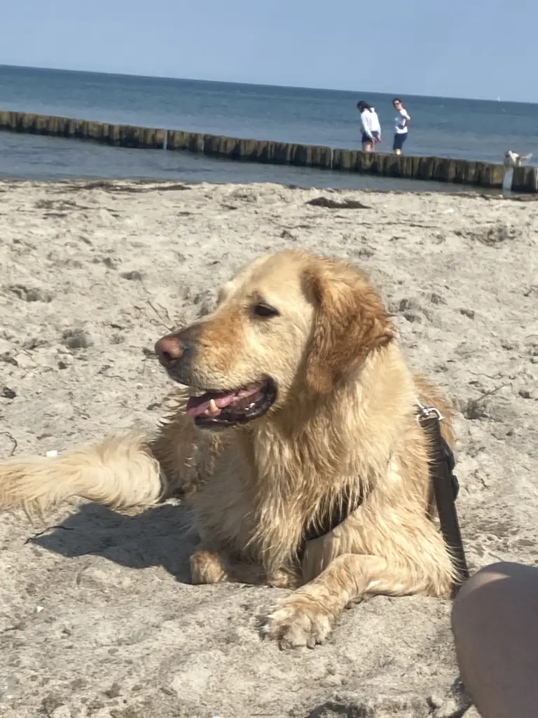Charly am Strand