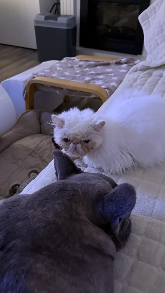 Du hast Zeus liebevoll aufgenommen