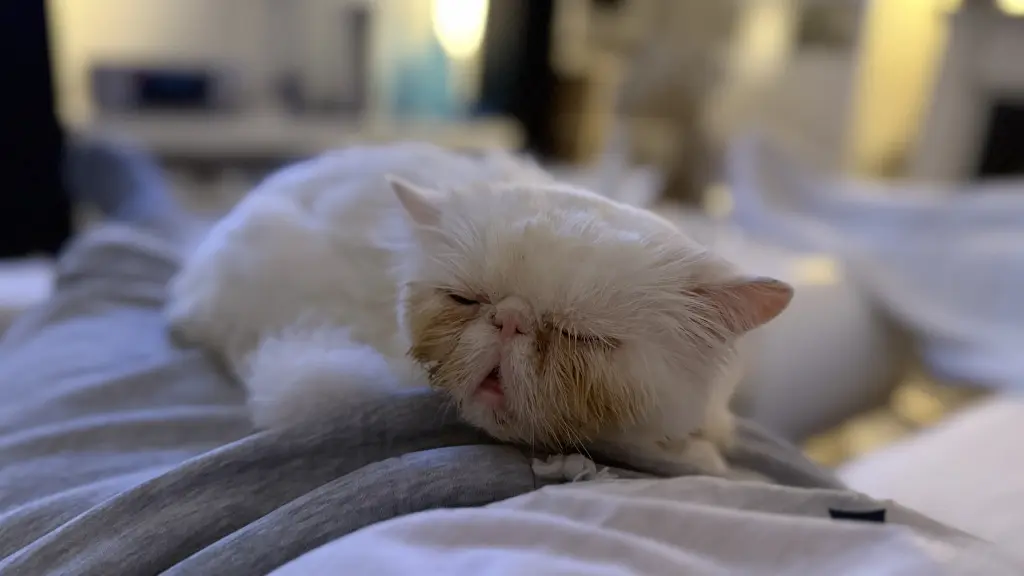 Gerne bei Herrchen am kuscheln