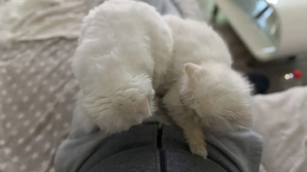 Amun und Tari immer am kuscheln bei Herrchen