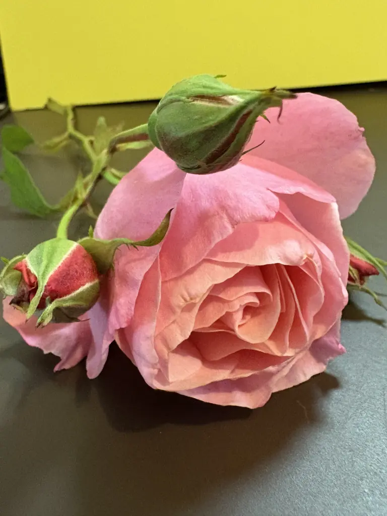 Andachtsbild von Trautchen Betten