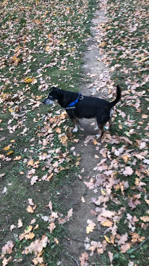 Andachtsbild von Tamara