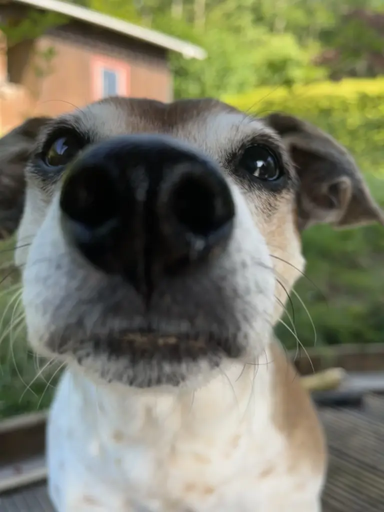 Andachtsbild von Johanna