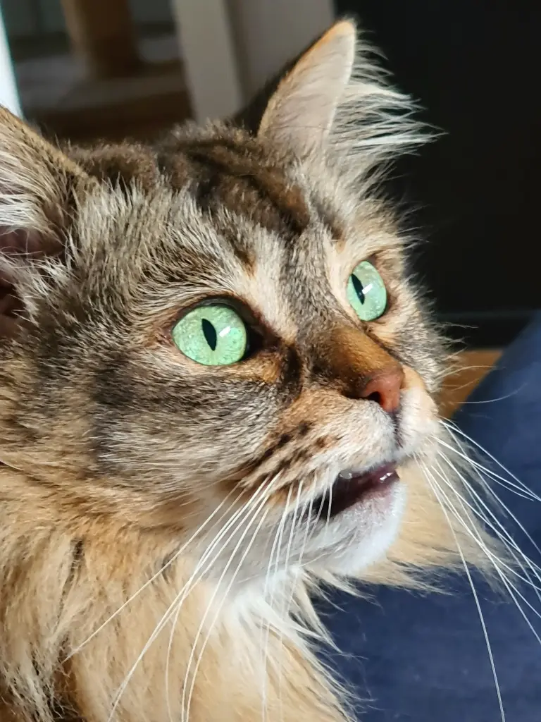 Bildschöne Augen jetzt für immer geschlossen