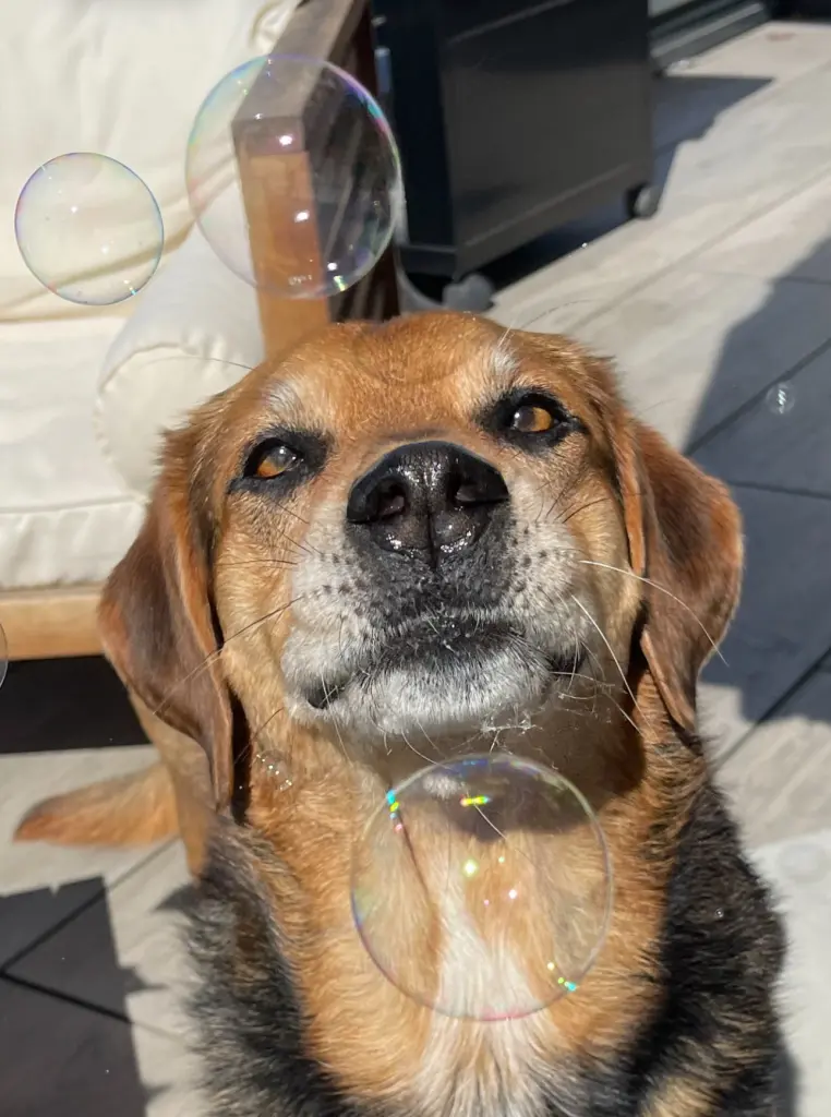 Andachtsbild von Wir