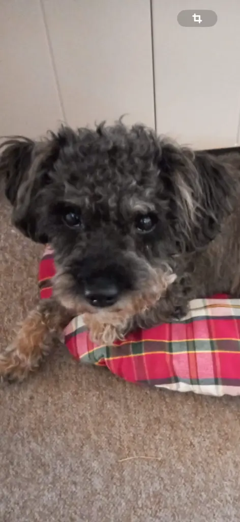 Andachtsbild von Diana