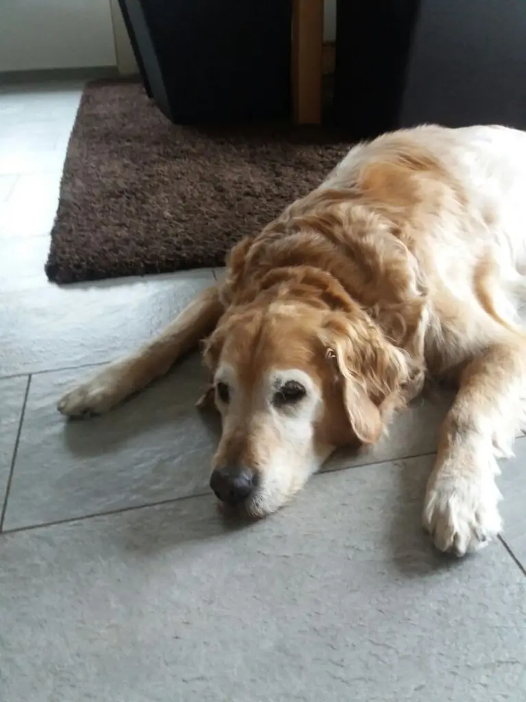 Condolence image of Micha mit Cäsar im Herzen