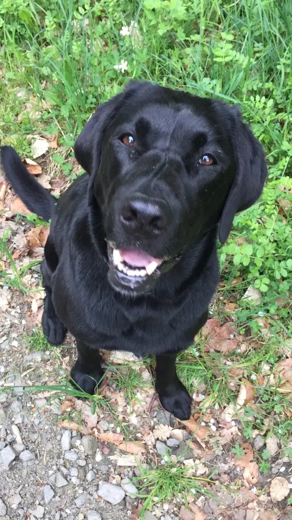 Danke für Deine bedingungslose Liebe und Treue!