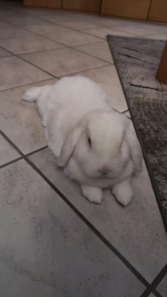 Andachtsbild von Marion mit Flocke im ♥️