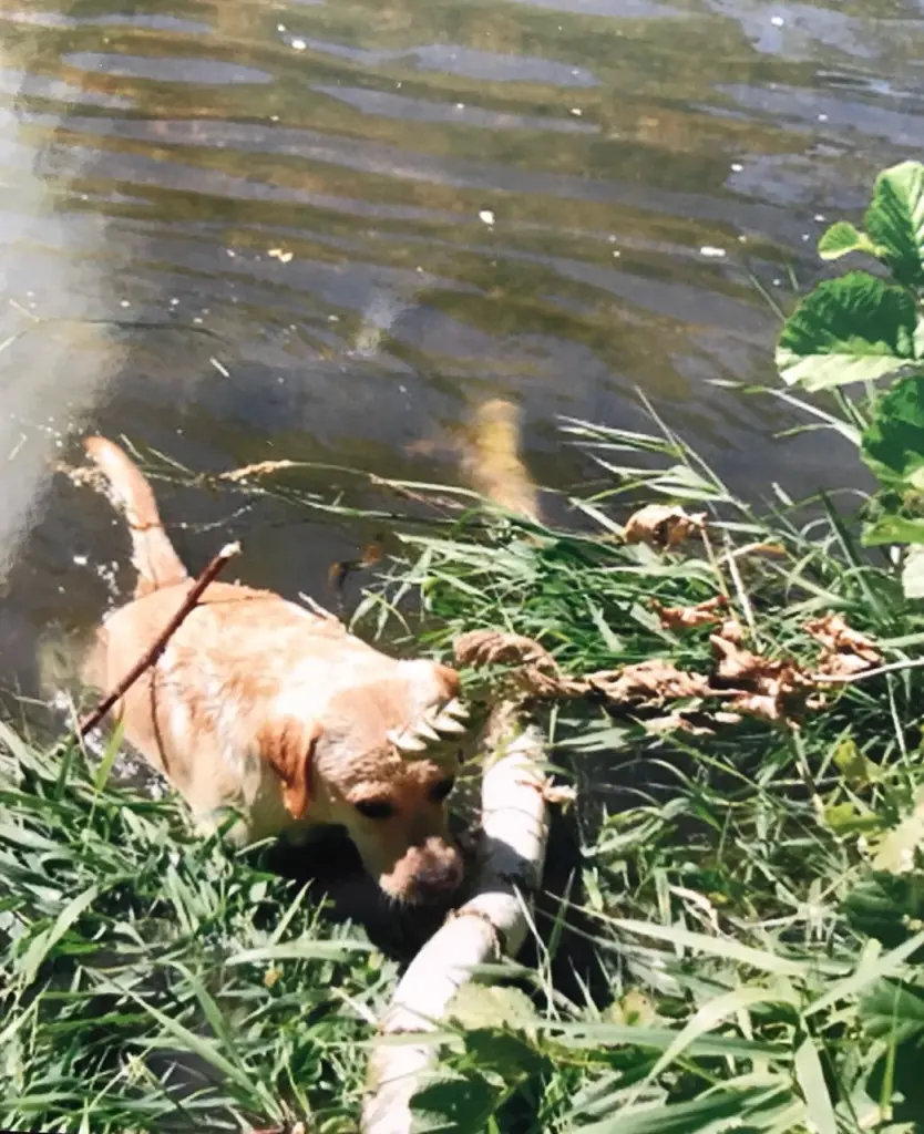 Condolence image of Elzbieta mit Max im Herzen 