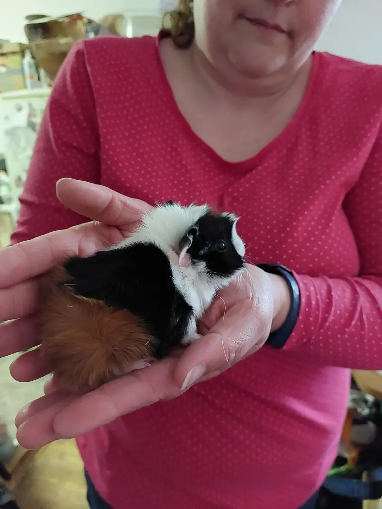 Bild von Surprise-Fee