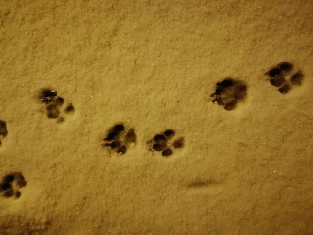 Deine Spuren im Schnee werden uns fehlen.