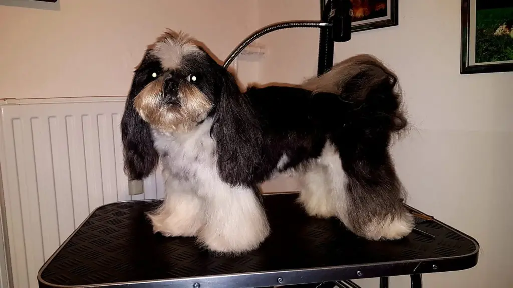 Filou Ca 7 Jahre alt