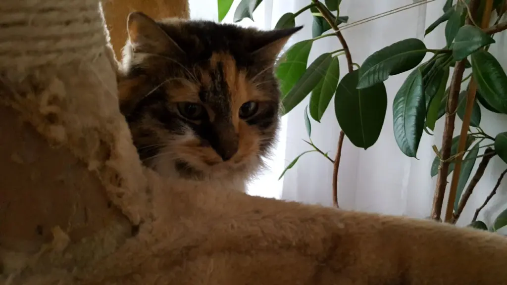 Condolence image of Rosemarie mit Minnie im Herzen