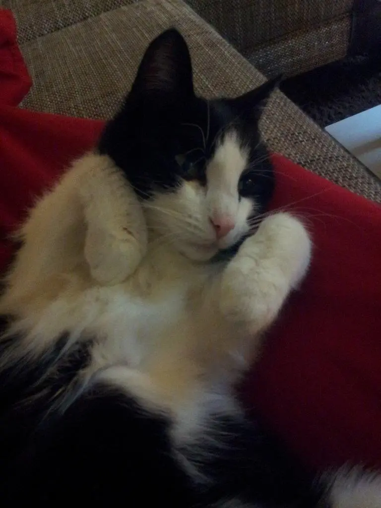 Image from Miss Sophie