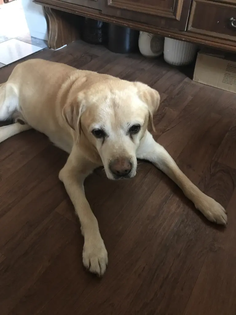 Condolence image of Elzbieta 