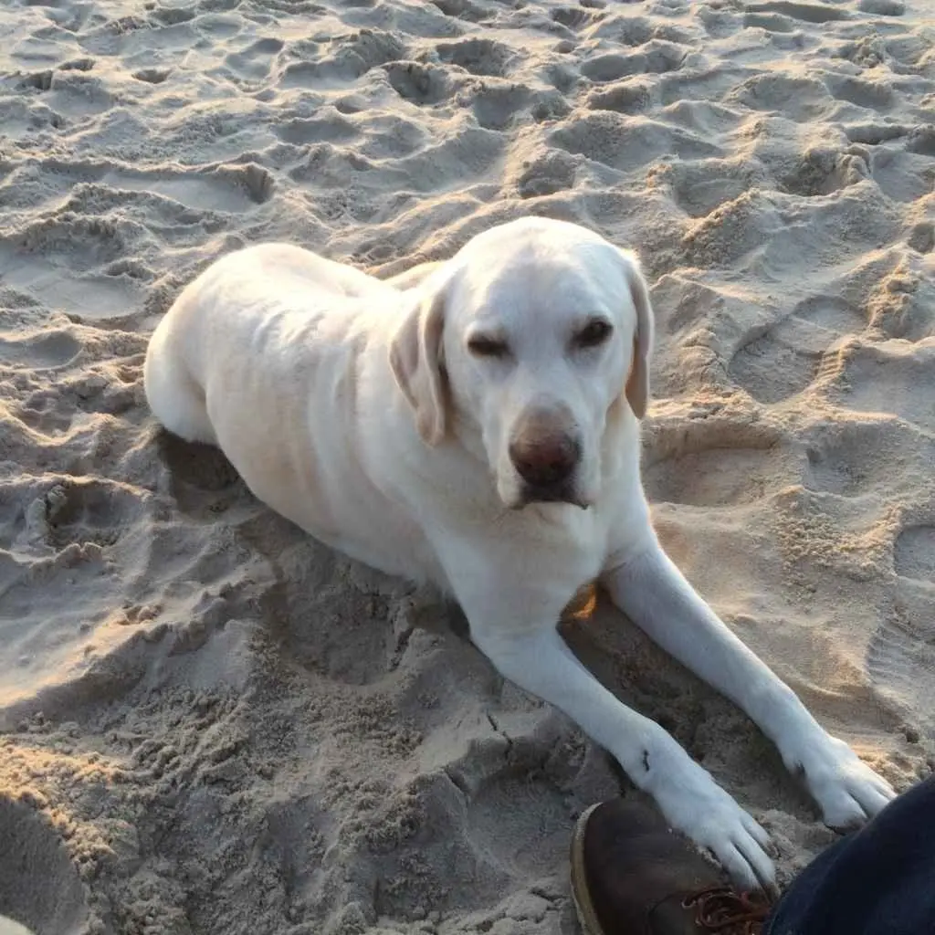 Condolence image of Hannes mit Paul