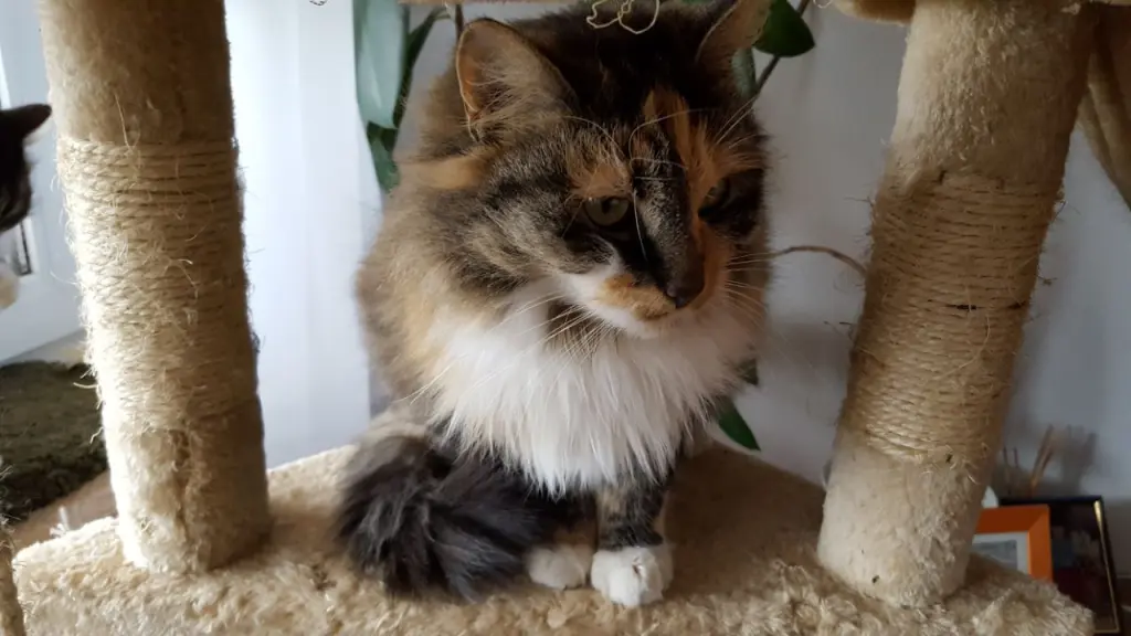 Condolence image of Rosemarie mit Minnie im Herzen