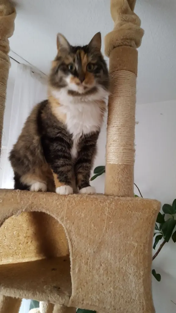 Image from Minnie Löwenkatzenmädchen