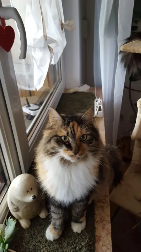 Image from Minnie Löwenkatzenmädchen