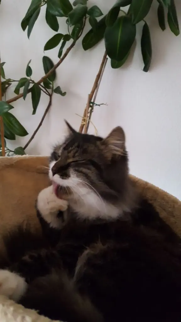 Image from Minnie Löwenkatzenmädchen