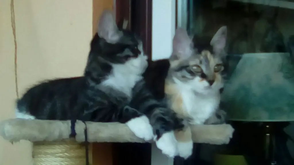 Image from Minnie Löwenkatzenmädchen