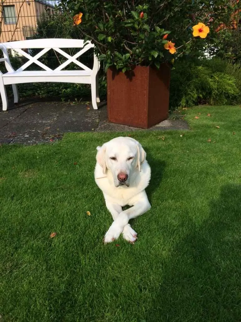 Condolence image of Hannes mit Paul