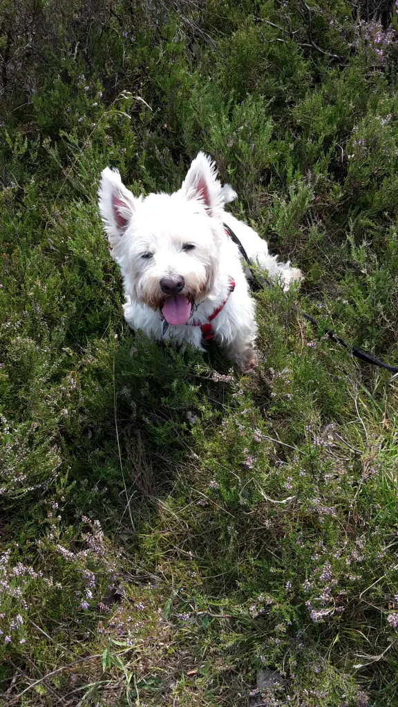 Condolence image of Hannelore