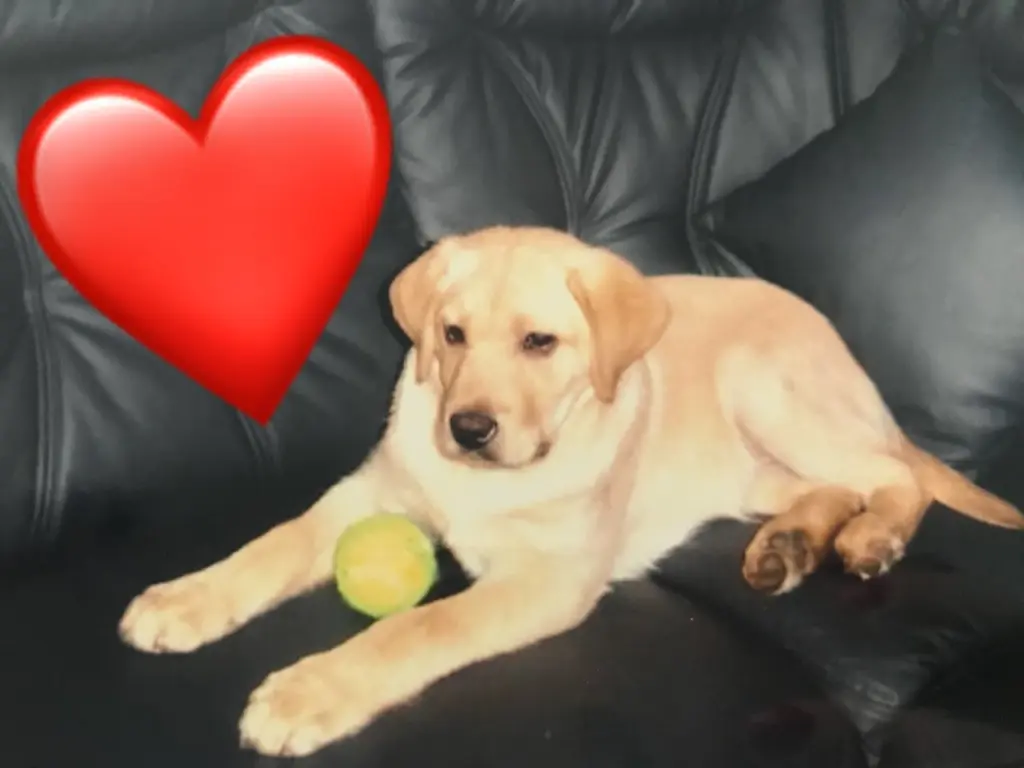 Condolence image of Seyna mit Max im Herzen 