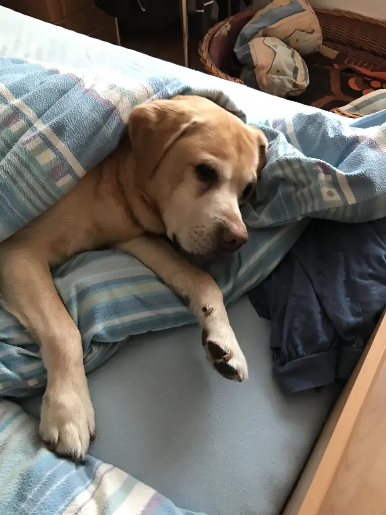 Condolence image of Elzbieta mit Max im Herzen 