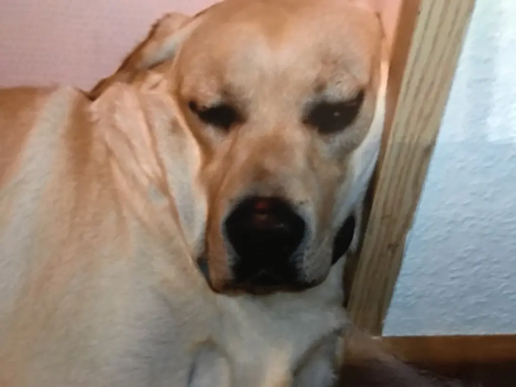 Condolence image of Elzbieta mit Max tief im Herzen 