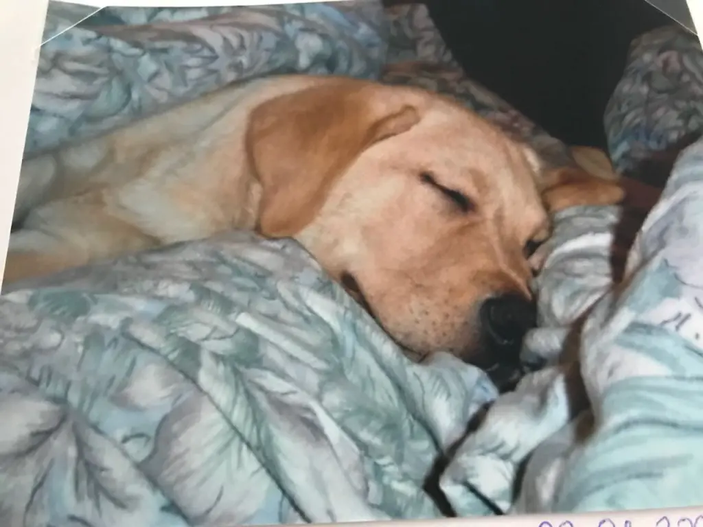 Condolence image of Aleksandra 