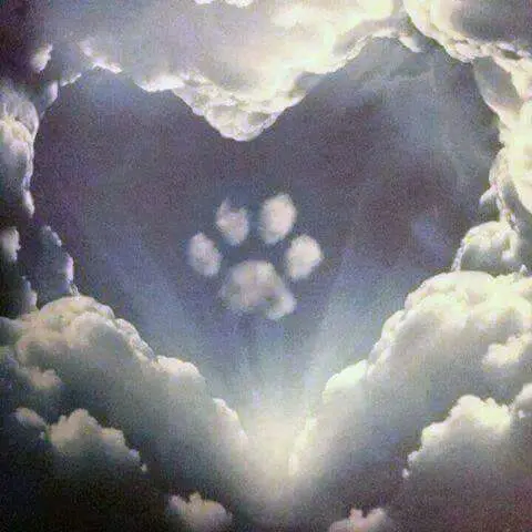 Condolence image of Elzbieta ♥️♥️♥️
