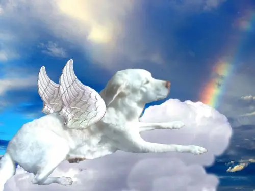 Condolence image of Elzbieta ❤️❤️❤️❤️
