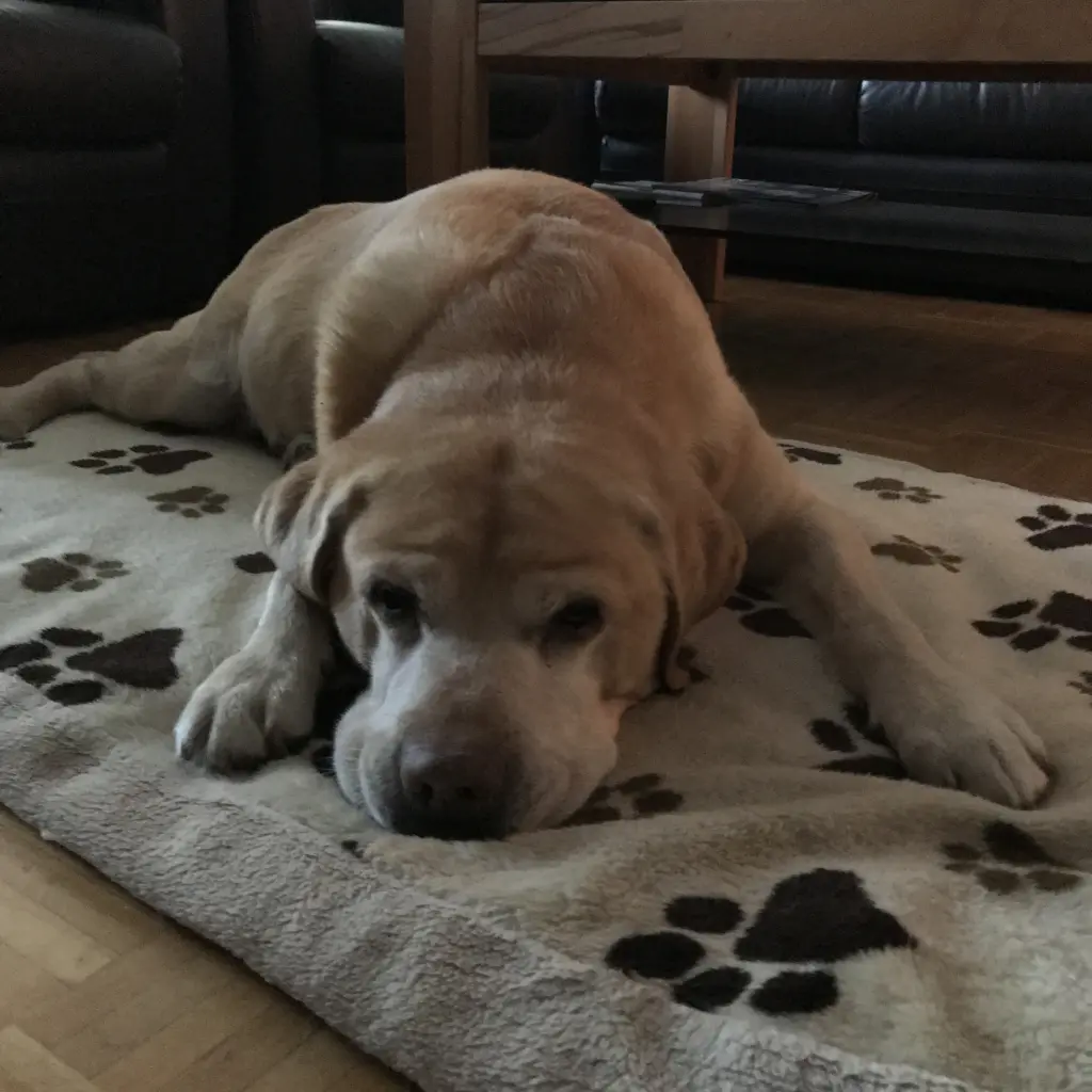 Condolence image of Elzbieta ❤️❤️❤️❤️❤️❤️❤️❤️