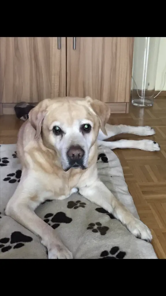 Condolence image of Elzbieta ❤️❤️❤️❤️❤️❤️❤️❤️