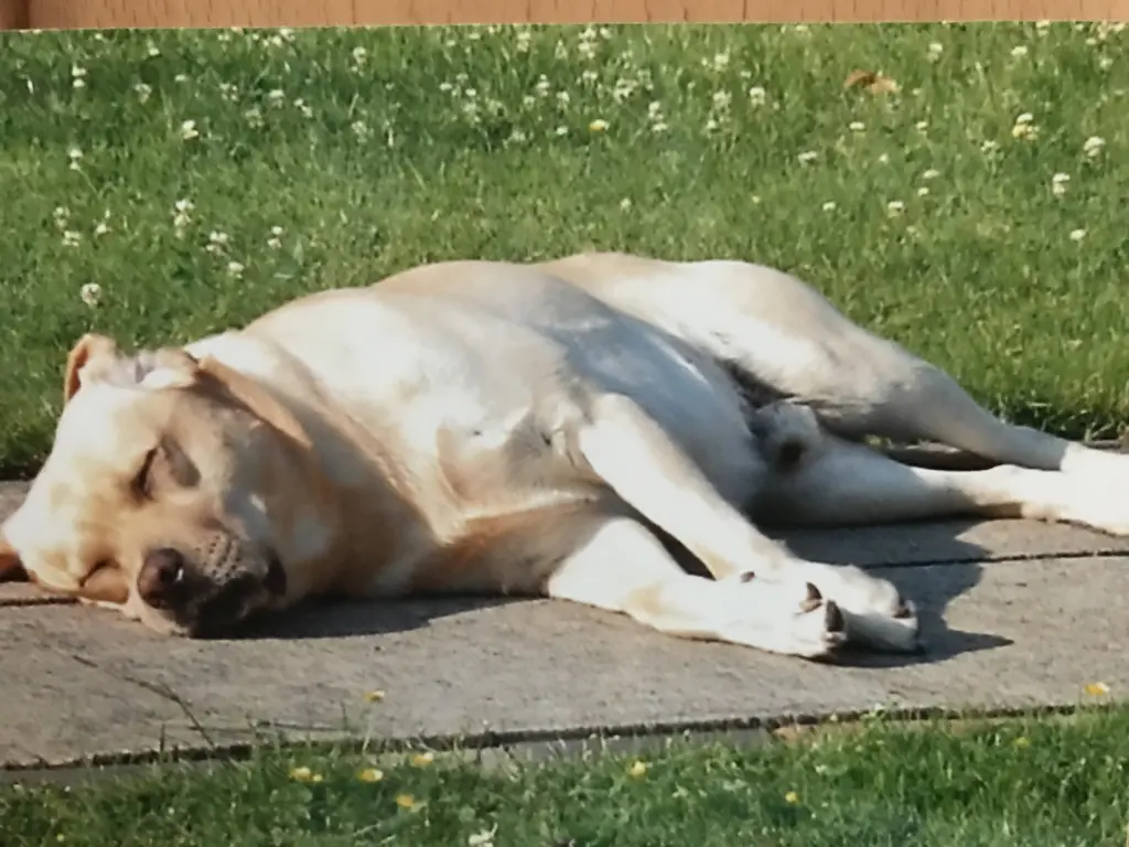 Condolence image of Elzbieta ❤️❤️❤️❤️❤️❤️